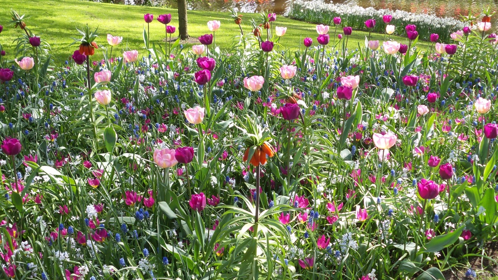 2014-04-17 Holland Tulips 67.jpg